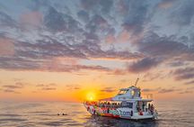 Dolphin Adventure: Fast Boat Dolphin Watching in Mallorca