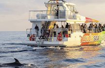 Dolphin Adventure: Fast Boat Dolphin Watching in Mallorca