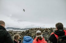Hammer Island Hiking and Navigation in the Beagle Channel -