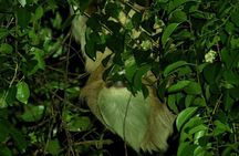 Monteverde Night Tour: Santa Elena Downtown Guided Walk