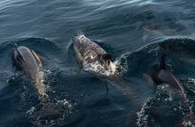 Cetacean Boat Tours in the Basque Country