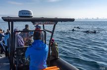 Cetacean Boat Tours in the Basque Country