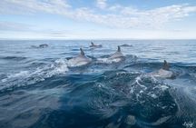 Cetacean Boat Tours in the Basque Country