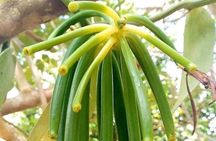 Zanzibar Spice Tour