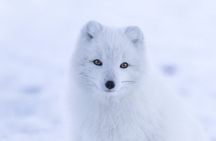 From Rovaniemi: Tour to Ranua Zoo+Lunch