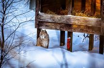 From Rovaniemi: Tour to Ranua Zoo+Lunch