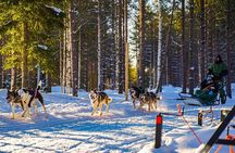 Arctic Husky Adventure in Rovaniemi
