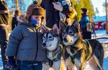 Arctic Husky Adventure in Rovaniemi