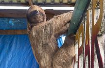 Monkeys and sloths, private tour , and beach