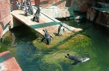 Addo Elephant National Park and Coastal Tour Combo 