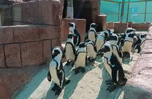 Addo Elephant National Park and Coastal Tour Combo 