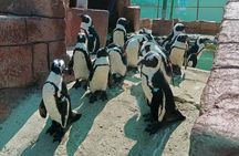 Addo Elephant National Park and Coastal Tour Combo 