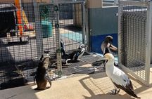 Addo Elephant National Park and Coastal Tour Combo 