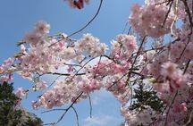  Nara English Guided Walking Tour (All Entrance Fee Included)