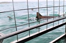 Shark Sightseeing by Cage in Gansbaii