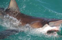 Shark Sightseeing by Cage in Gansbaii