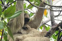 Private Tour Monkeys, Sloths and Island Food