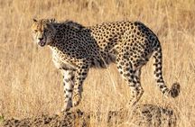 Full day tour: Cheetah outreach, Stellenbosch and Giraffe House