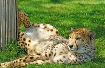 Full day tour: Cheetah outreach, Stellenbosch and Giraffe House