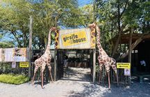 Full day tour: Cheetah outreach, Stellenbosch and Giraffe House