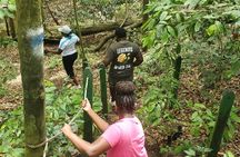 Ken's Panoramic Rainforest Tour