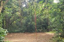 Ken's Panoramic Rainforest Tour