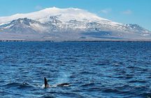 Orcas & Seals watching + Snæfellsnes volcanic (private van-6pax)