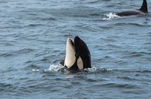 Orcas & Seals watching + Snæfellsnes volcanic (private van-6pax)