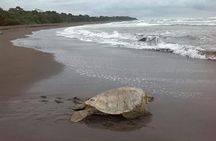 Full Experience in Tortuguero Two Days of Adventure