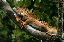 Tour Full 1-Day Experience in Tortuguero