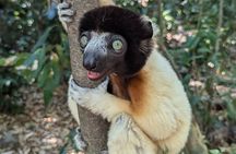 Cruise ship excursion to Nosy be 