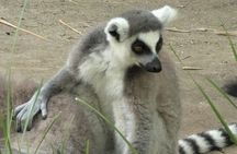 Cruise ship excursion to Nosy be 