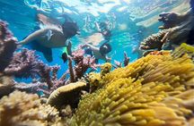 Nha Trang Half-Day Snorkeling Adventure with BBQ Onboard