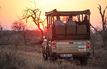Kruger National Park Full Day Safari (Hoedspruit)