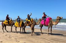 Private Full-Day Tour in Casablanca and Camel Ride in Mohammedia.