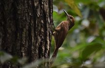 Guided Bird Watching Private Tour in TOH Nature Reserve