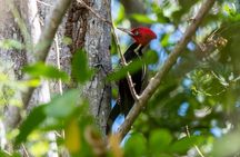Guided Bird Watching Private Tour in TOH Nature Reserve
