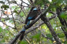 Guided Bird Watching Private Tour in TOH Nature Reserve