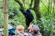 7 Days Uganda Chimps and Gorilla Trekking Safari