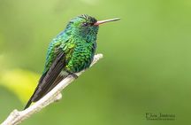 Private Birdwatching Tour with a Guide in Cozumel