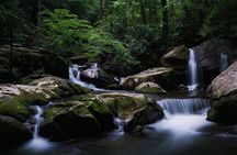 Nighttime Forest Firefly Hike