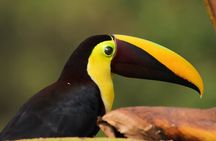 Rio Celeste Full Day Tour with Coffee and Chocolate Experience