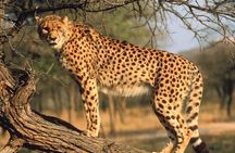 Wine and Widlife Full Day Tour of Stellenbosch Cheetah Outreach