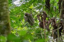 Sloth Watching Experience Arenal