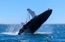 Private Balandra Bay Adventure