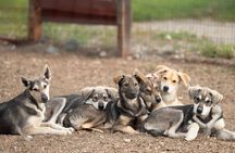 1.5-Hour Beer and Puppies Guided Experience in Fairbanks