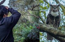 Golden Gate Park Twilight Wildlife Walking Tour