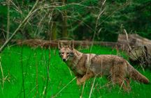 Golden Gate Park Twilight Wildlife Walking Tour