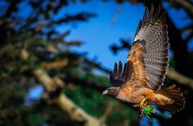 Golden Gate Park Wildlife Walking Tour
