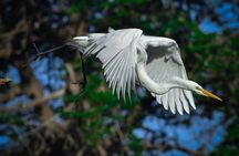 Golden Gate Park Wildlife Walking Tour